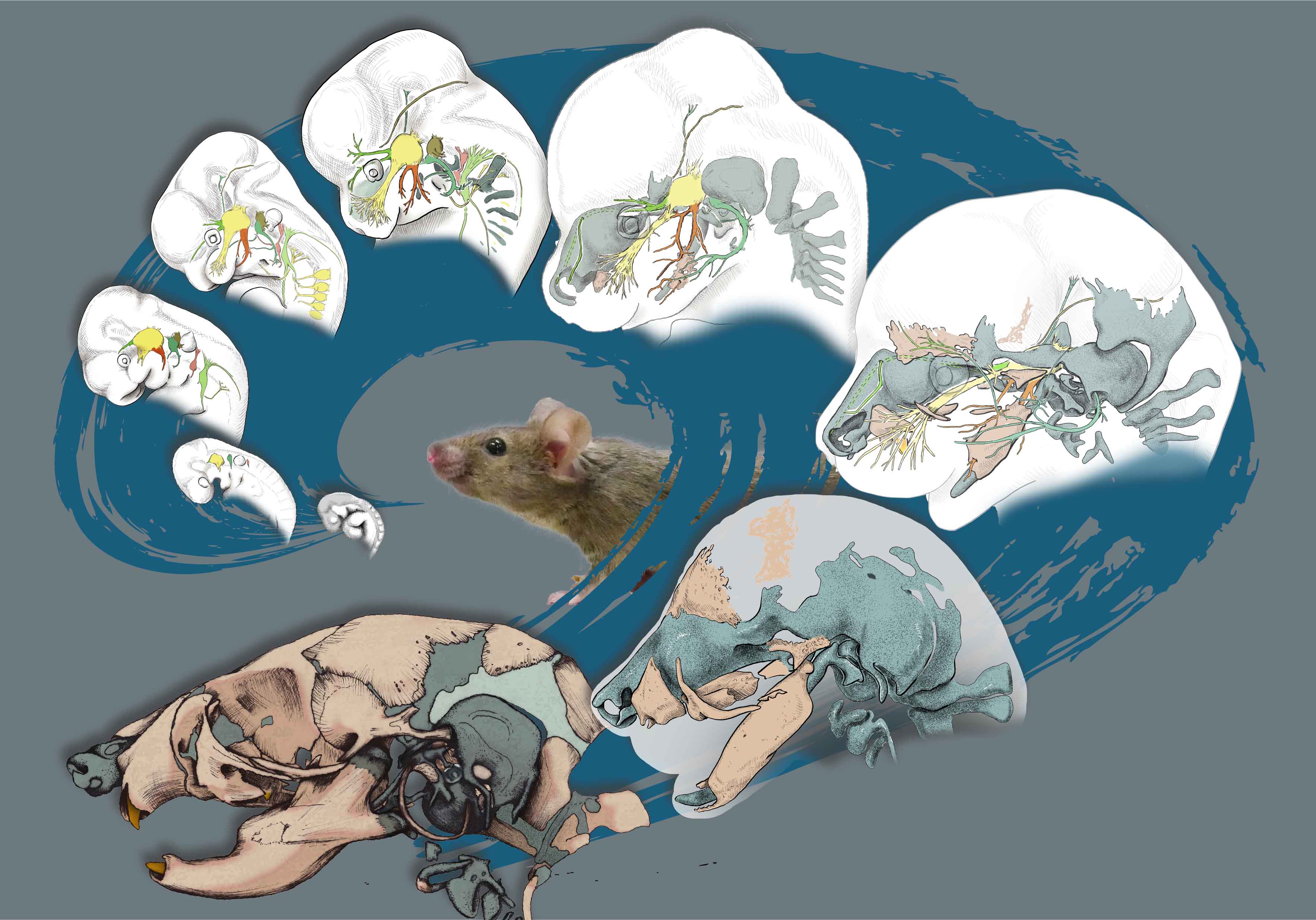 Developmental Atlas of Murine Face